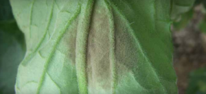 Sporulacja na liściu 