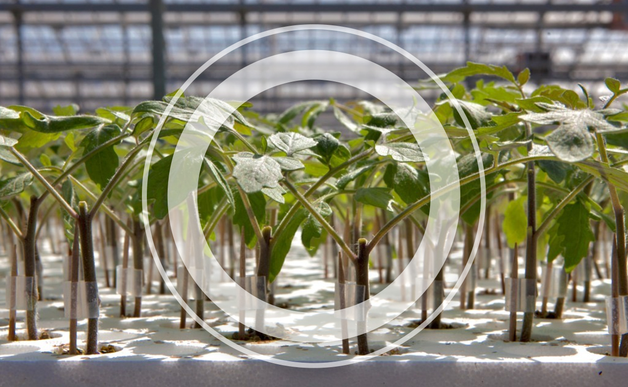 rootstock tomato plants cultivating in glasshouse