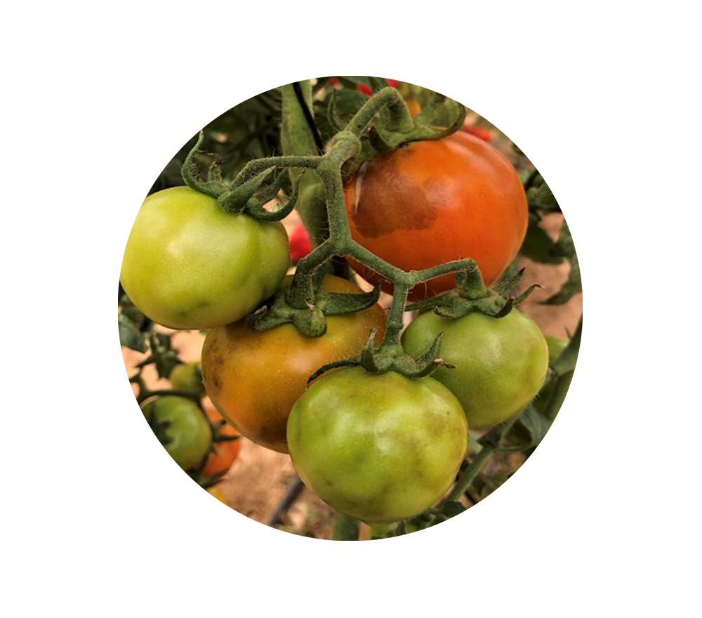 preventing and detecting ToBRFV on young tomato on the vine