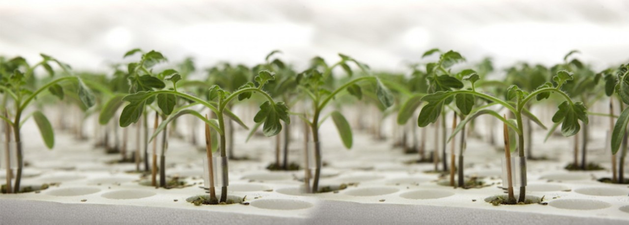 Sebze Yetiştiriciliği - Aşılı Fide Kullanımı