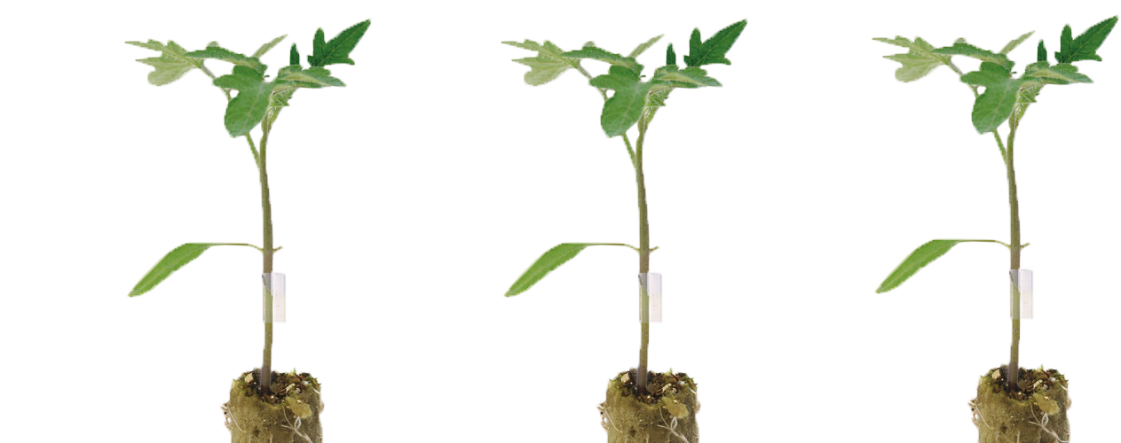 Sebze Anacı Çeşitleri