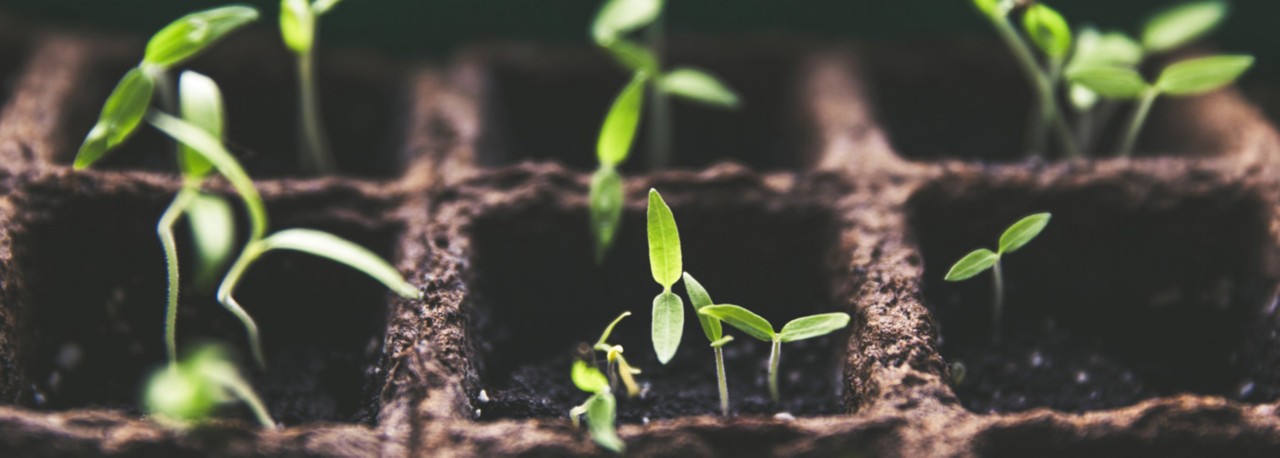 Domateste Tohum Ekimi