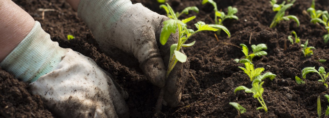 domates ve diğer sebzelerin fide dikiminde bakım