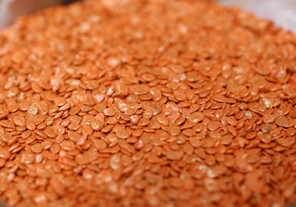 Tohum Islahı - Domates