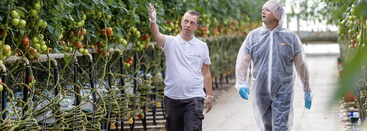 topraksız tarım nasıl yapılır?