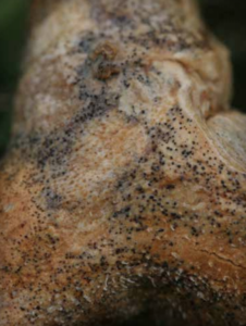 Microsclerotia on a mature melon stem. (Courtesy of Dominique Blancard)