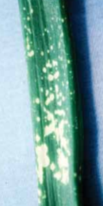 Leaf lesions caused by oxyfluorfen.