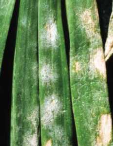 White fungal sporulation on several leaves.