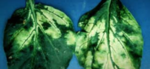 Mosaic symptoms in leaves.