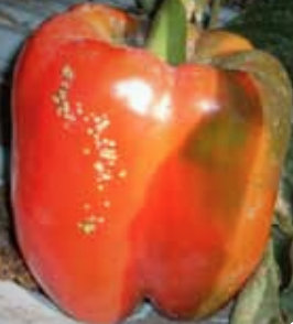 Bacterial canker lesions on red fruit.