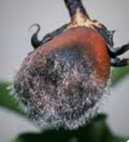 Sporulation on eggplant fruit.