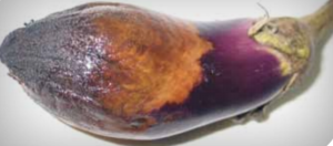 Pycnidia form on mature lesions.