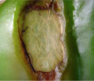 Close-up of dry, papery, sunken lesion on pepper fruit.