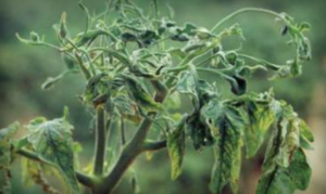 Leaflets with severe “shoestring” appearance. (Courtesy of Ed Sikora, Auburn University, Bugwood.org)