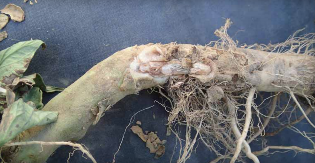 Crown lesion with vascular discoloration.