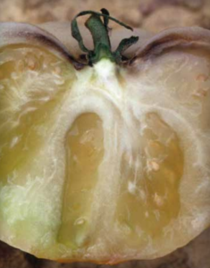 Gray Wall: dark-brown vascular tissue in fruit walls. (Courtesy of Ed Sikora, Auburn University, Bugwood.org)