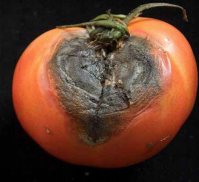 Large, brown-black, circular, sporulating lesions. (Courtesy of Yuan-Min Shen, Taichung District Agricultural Research and Extension Station, Bugwood.org)