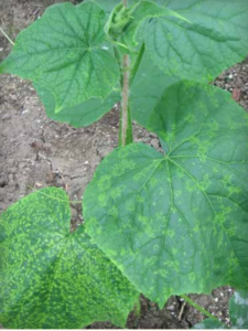 Cucumber mosaic virus leaf symptoms on cucumber. Note virus symptoms progress up the plant.