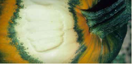 Pumpkin sunscald. (Courtesy of Gerald Holmes)