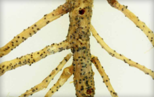 Perithecia on melon roots. (Courtesy of Gerald Holmes)