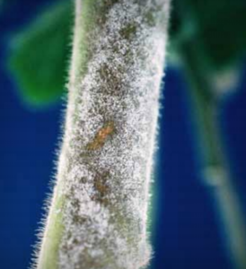 Sporulating lesion on eggplant stem.