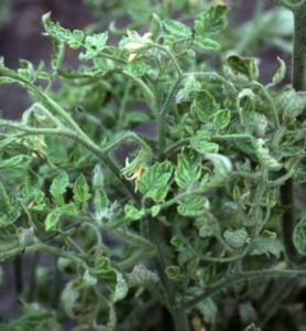 CdTV: chlorotic, leathery leaflets.