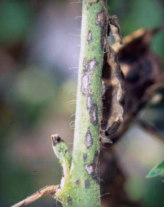 Elliptical stem lesions caused by Alternaria solani. (Courtesy of Gerald Holmes, California State University, San Luis Obispo, Bugwood.org)