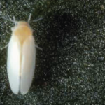 The silverleaf whitefly (Bemisia argentifolii)