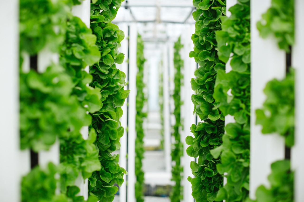 A new vertical farming venture from Bayer and Temasek will focus on innovation in vegetable varieties with the goal of lifting the vertical farming space to the next level of quality, efficiency and sustainability.
