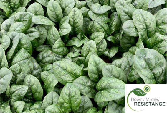 Sumbawa spinach variety