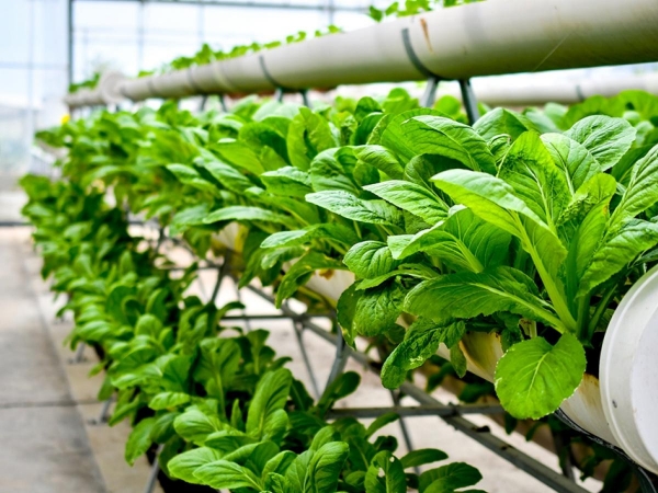 A stock image of a vertical farm. (Photo: Bayer)