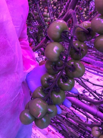 Completo under lit conditions