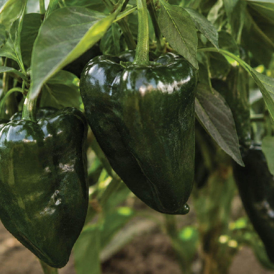 Chile ancho Vencedor