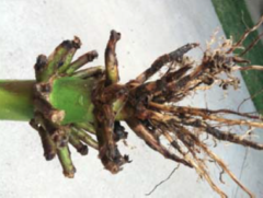 Figura 1. Sistema de raíz dañado por el gusano de la raíz del maíz.