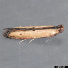 Figura 2. Polilla hembra de taladrador menor del gusano del tallo de maíz.