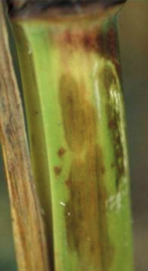 Figura 4. Lesiones de antracnosis en el tallo. Fuente: Universidad de Illinois.