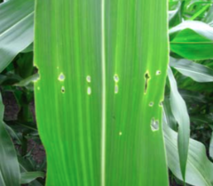 Figura 3. Daño característico en la hoja provocado por el taladrador del maíz europeo.