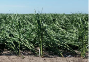 Figura 5. Encorvamiento de las raíces.