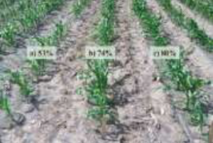 Ilustración 1. Los tratamientos de semillas pueden mejorar tanto el establecimiento de cultivos como el vigor de las plántulas. Establecimiento de cultivos en una prueba de la ISCDA; (a) sin tratamiento, (b) tratamiento estándar 1, (c) tratamiento estándar 2.2 Carrie Wohleb, Universidad Estatal de Washington.