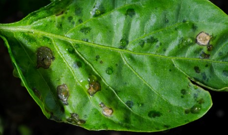 Manchas húmedas como síntomas iniciales y lesiones necróticas como daño más avanzado provocado por mancha bacteriana en pimiento.