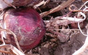 Figura 2. Una cebolla con síntomas de raíz rosada.