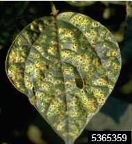 Figura 1. Pústulas de la roya en una hoja de frijol. Howard F. Schwartz, Colorado State University, Bug- wood.org