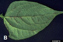 Figure 5. (A) Lesiones de Anthracnosis en hojas de ejote. University of Illinois Extension; (B) Sintomas tempranos de anthracnosis en hojas.. Howard F. Schwartz, Colorado State University, Bugwood.org.
