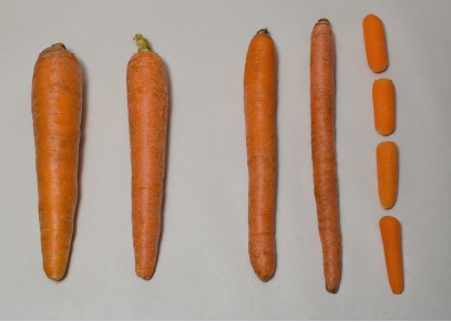 Figura 1. Las zanahorias de cultivos de menor densidad desarrollan raíces con mayor diámetro (las zanahorias de la izquierda), que son adecuadas para el mercado de productos frescos o para rebanar, mientras que los plantíos de mayor densidad producen raíces adecuadas para la producción de zanahorias cortadas y peladas.