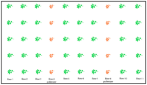 Figura 1. Las hileras destinadas para las plantas polinizadoras se siembran cada cuatro hileras para brindar una proporción de 3:1 de plantas de variedades sin semilla a plantas polinizadoras.