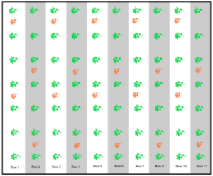 Figura 2. Las plantas polinizadoras (naranja) se plantan entre cada tres o cuatro plantas de la variedad sin semilla, en cada hilera para dar una proporción de 3:1, plantas sin semilla para polinizar.