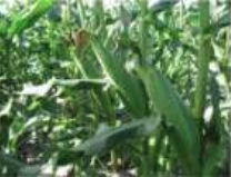 Ilustración 4. Estigmas secos y cafés en la etapa R3.