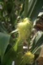 Ilustración 3. Planta de maíz en la etapa de panojamiento o R1.