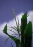 Ilustración 2. Planta de maíz en la etapa de panojamiento o VT.