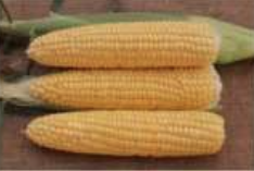 Ilustración 5. Granos en la etapa lechosa.